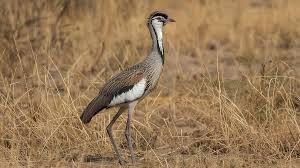 Supreme Court Boosts Great Indian Bustard Safety