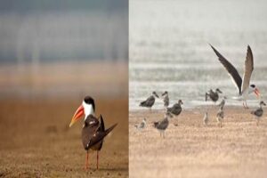 Ganga Basin Saves Sandbar Birds