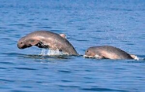 India's 2nd Dolphin Survey Begins - Project Dolphin