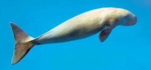 Dugong Centre CRZ Issues: Thanjavur Alert