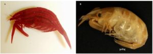 Lakshadweep's New Crustacean Genus