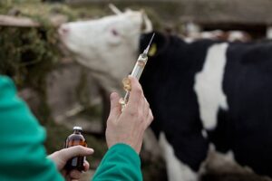 Animal Vaccination: Rural Game Changer