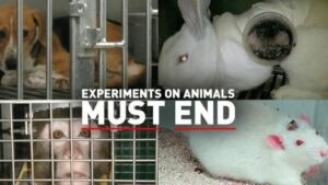 India's Animal-Free Drug Testing Revolution