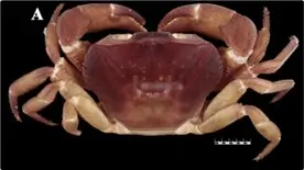 Rare Dual-Sex Crab Found in Silent Valley