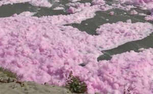 Yamuna Pink Froth: Chemical Alert