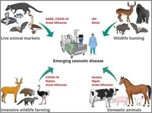 Ebola Spillover vs Global Pandemic Risk