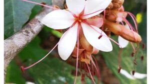 Kerala Scientists Discover Rare Evergreen Tree