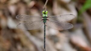 Rare Dragonfly Rediscovered in Arunachal After 100 Years