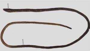 Bascanichthys chepakakiensis: New Snake Eel Species