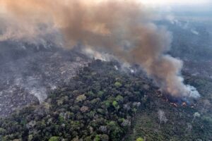 Brazil Amazon Fires Decline Amid Conservation Efforts