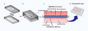 Lab-grown placenta-on-chip for drug transfer
