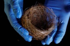 Ukraine’s Fibre-Optic Bird Nests and War Impact