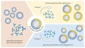 multiple dengue virus strains India