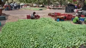 Goa Celebrates Mankurad Mango on National Mango Day