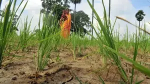 Maharashtra Gives Women Farmers Legal Rights