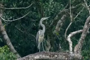 White-Bellied Heron Threatened by Lohit Dam