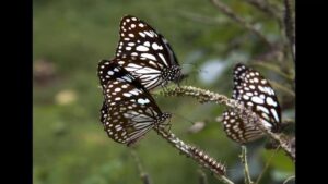 India Publishes Butterfly, Moth Diversity Catalog