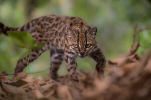 New Bolivian Tiger Cat Species Found via Genetics