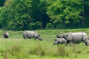Saving the Rhino: Restoring Grasslands for Wildlife