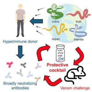 Scientists Develop Antibody Cocktail for Cobra Venom