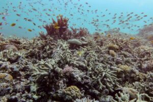 IUCN Warns Global Coral Reefs Face Collapse by 2075